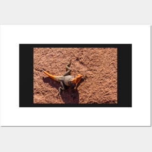 Agama lizard. Posters and Art